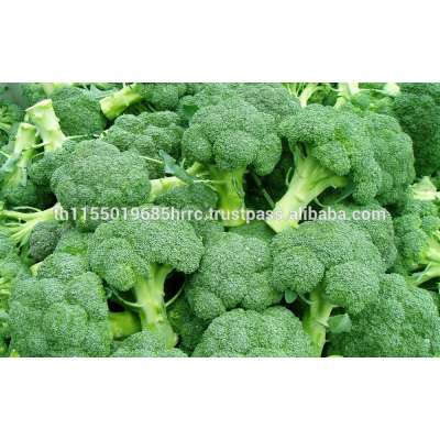 IQF Vegetable Frozen Broccoli